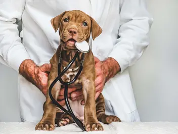 Ilustracja artykułu czy pyralgina dla psa jest odpowiednim lekiem przeciwbólowym?