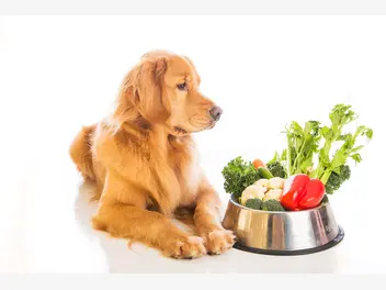 Ilustracja artykułu witaminy w diecie psa - oznaki niedoborów lub przedawkowania