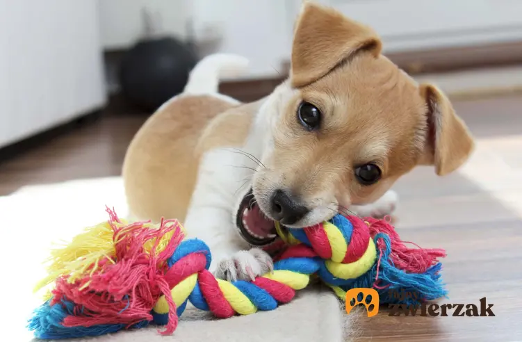 Szczeniak leży na podłodze gryząc kolorową zabawkę ze sznura, czy psa boli wypadanie zębów i inne porady