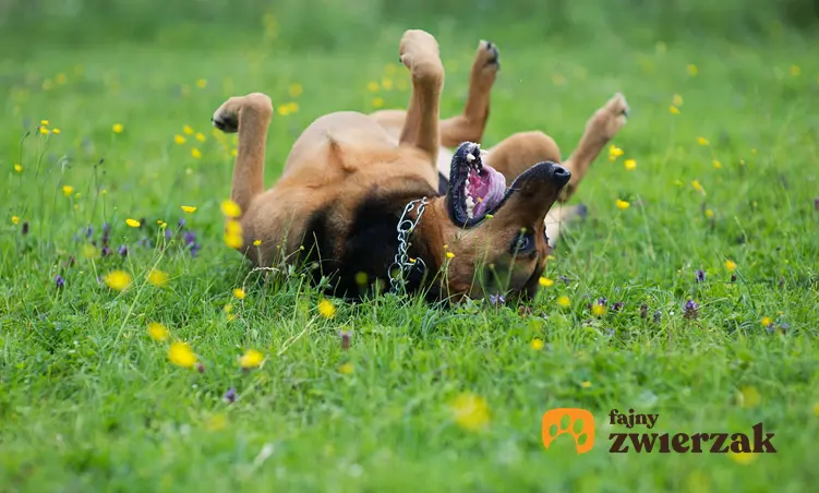 Szczęśliwy pies tarza się po trawie z piłką w pysku, jak dbać o miktorflorę jelitową psa i czy probiotyki pomagają psom po chorobie
