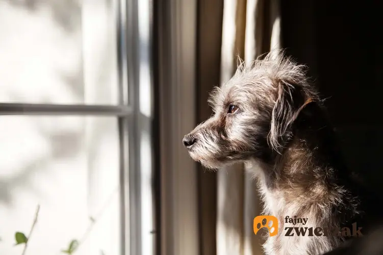 Zamyślony pies siedzi patrząc przez okno, jak przeżyć żałobę po psie lub kocie, czy są grupy wsparcia dla ludzi których zwierzęta umarły