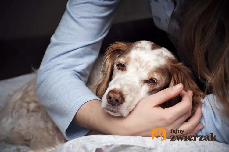 Pies ma położoną głowę na ręku kobiety, pies jest smutny lub zmęczony, gdzie jest przeprowadzany zabieg eutanazji psów i kotów, jak przygotować się psychicznie na śmierć psa lub kota
