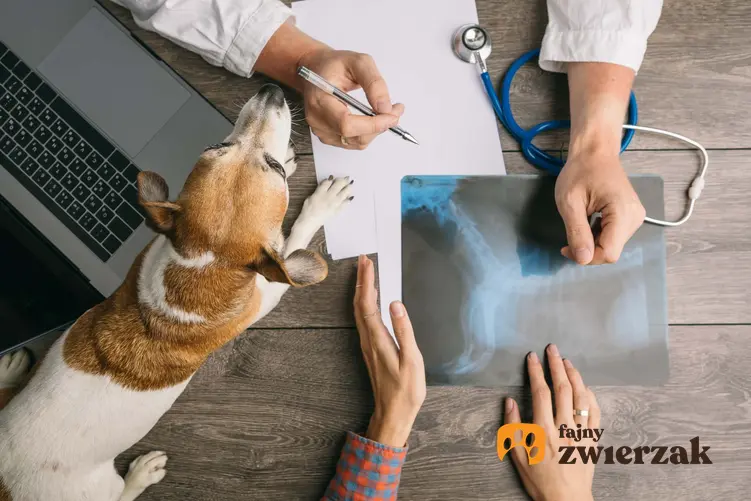 Widok z góry na biurko na którym leży pies, widać kobiece i męskie ręce pokazujące zdjęcie rentgenowskie, co myślą Polacy o przychodniach weterynaryjnych