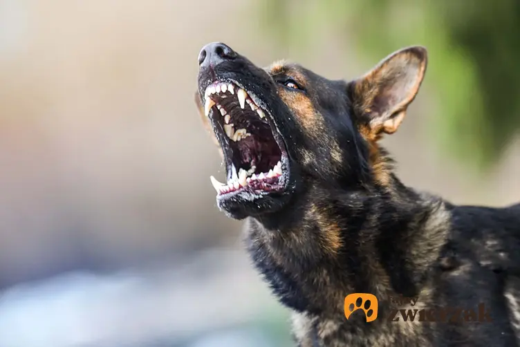 Groźny pies szczerzy zęby, wściekły pies pokazyje kły, czy warto oddać psa na tresuje czy tresować go samemu