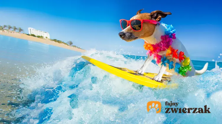 Pies w okularach siedzi na desce surfingowej i unosi się na fali, ustronne miejsca na wakacje z psem i porady krok po kroku