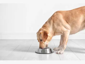 Ilustracja artykułu jak wybrać najlepszą karmę dla swojego psa?