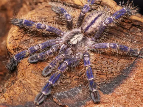 Poecilotheria metallica - opis i hodowla