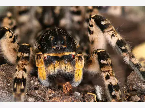 Tarantula ukraińska: opis i hodowla