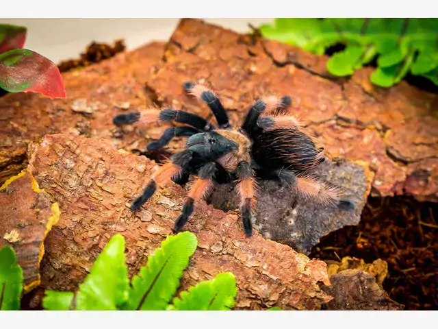 Brachypelma emilia: opis i hodowla