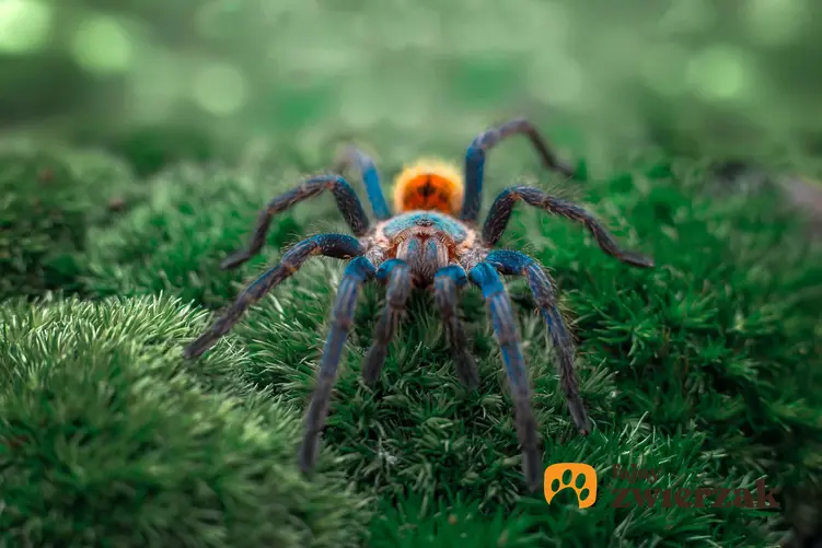 Chromatopelma cyaneopubescens w swoim środowisku naturalnym, czy niebieskiego pająka można trzymać w terrariums
