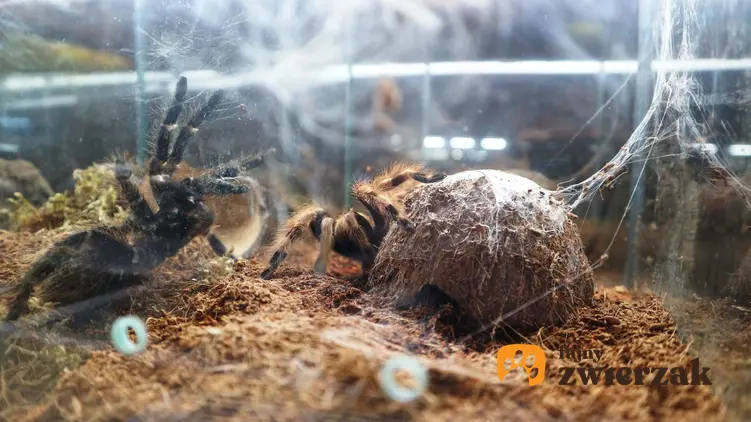 Tarantula zamknięta w terrarium, czym karmić tarantulę, jak często musi jeść ptasznik
