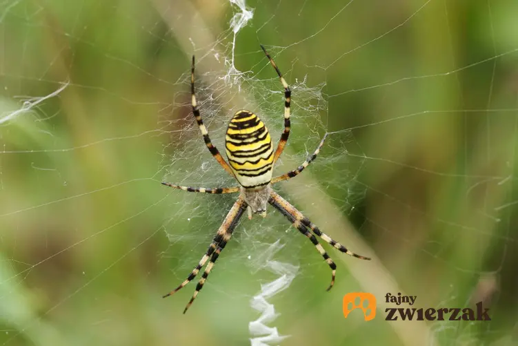 Pająk tygrysi wisi na sieci, pająk tygrysi w żółte paski, charakterystyka pająka tygrysiego