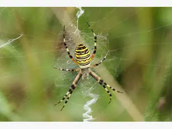 Ilustracja artykułu pająk tygrysi - opis, zdjęcia, występowanie, wymagania, porady praktyczne