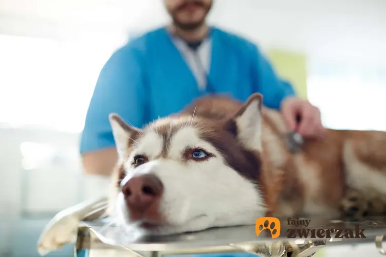 Pies u weterynarza, chory pies leży w gabinecie weterynaryjnym, eutanazja groźnego psa, eutanazja starego psa, eutanazja chorego psa