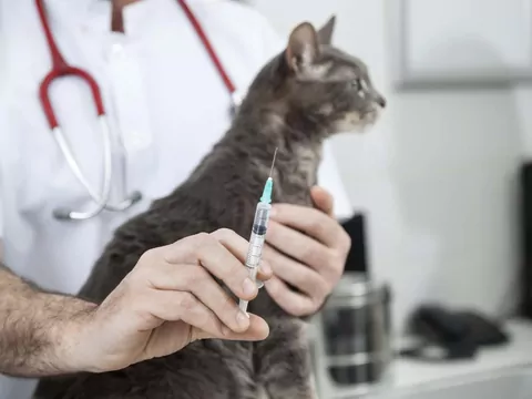 Eutanazja zwierząt w Polsce