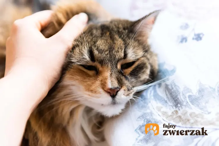 Chory kot, damska dłoń głaszcze kota, leczenie chorób układu nerwowego u kota i psa, jakie składniki odżywcze mają dobry wpływ na układ nerwowy zwierząt