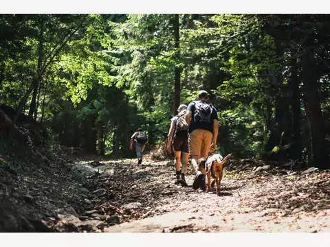 Buty trekkingowe na wycieczkę z psem