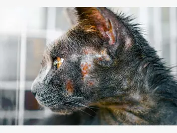 Ilustracja artykułu grzybica u kota - przyczyny, objawy, leczenie, porady praktyczne