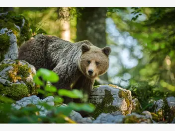 Ilustracja artykułu jak zachować się podczas spotkania z niedźwiedziem na szlaku?