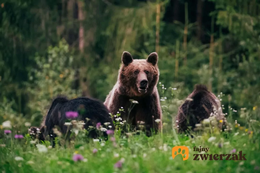 Niedźwiedzia rodzina w lesie.