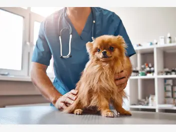 Ilustracja artykułu żółtaczka u psa - objawy, rozpoznanie, przyczyny, leczenie, porady