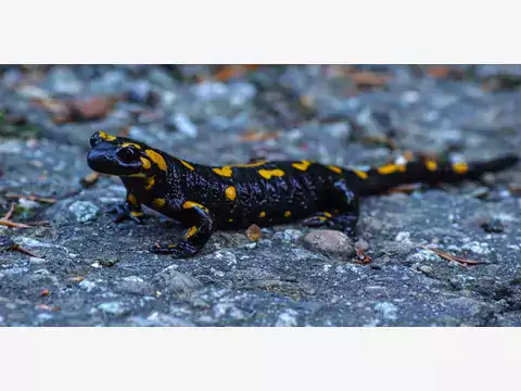 Salamandra plamista - opis i ciekawostki