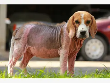 Ilustracja artykułu atopowe zapalenie skóry u psa - objawy, sposoby leczenia, dieta