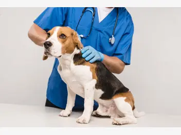 Ilustracja artykułu chłoniak u psa - objawy, diagnostyka, leczenie, rokowania