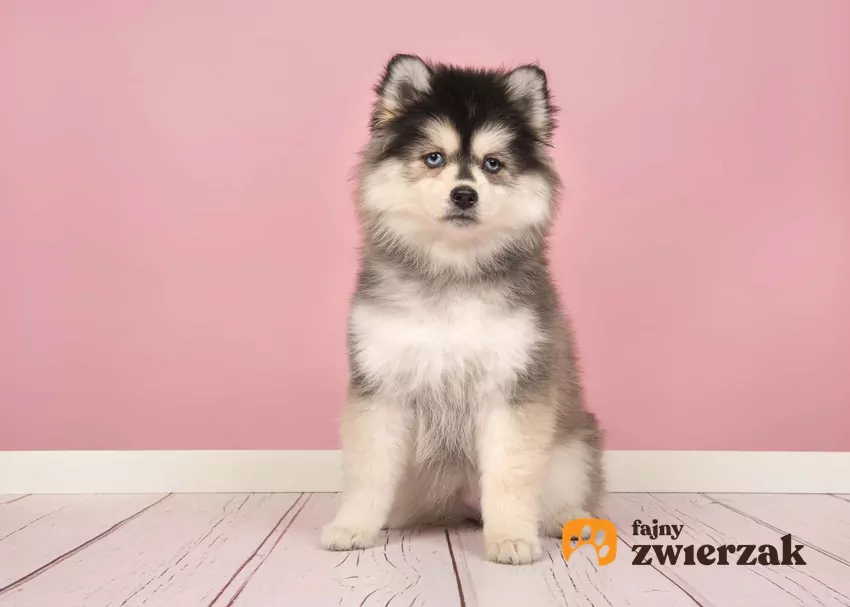 Szczeniak pomsky na trawie