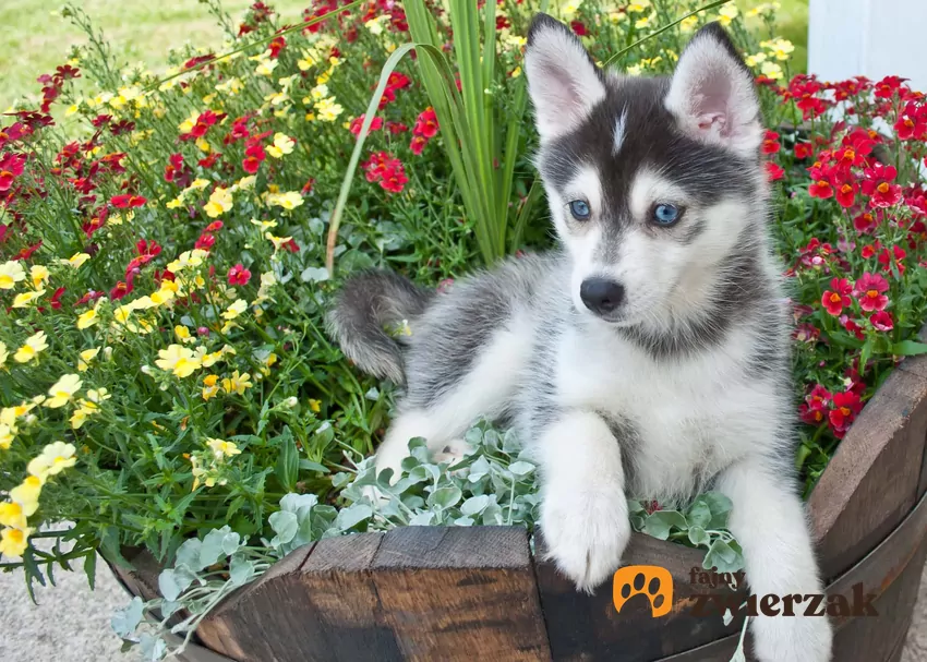 Pomsky w ogrodzie, niebieskie oczy