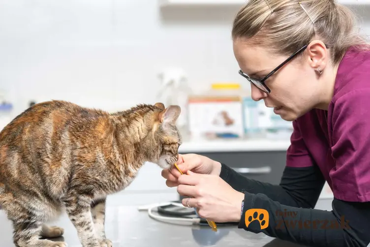 Kot karmiony u weterynarza, kot na diecie ustalonej przez weterynarza, zdrowe nawyki zywieniowe kota i psa
