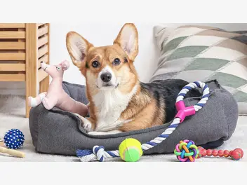 Ilustracja artykułu zabawki dla psa – w jakie zabawki warto zaopatrzyć psa?