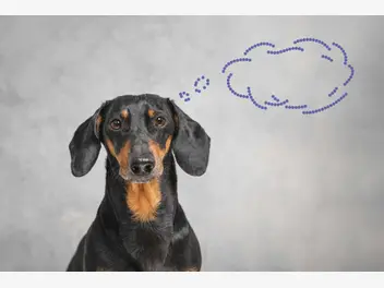 Ilustracja artykułu jak starzeje się mózg psa? o opiece nad psim seniorem z zaburzeniami poznawczymi