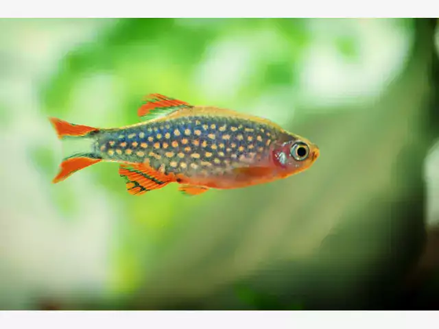 Danio margaritatus - hodowla i wymagania