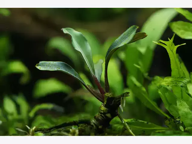 Bucephalandra: opis, wymagania i pielęgnacja