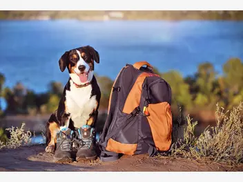 Ilustracja artykułu buty trekkingowe na wycieczki z psem