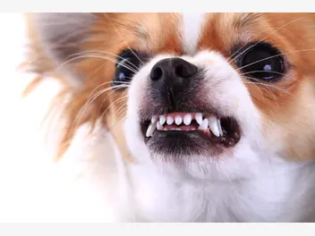 Ilustracja artykułu co zrobić, kiedy ugryzie cię twój własny pies