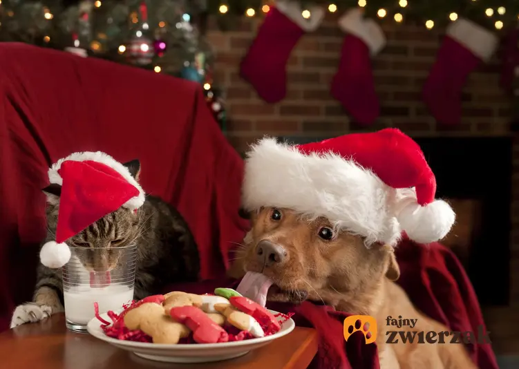 Pies i kot w świątecznych czapkach, pies podjada świąteczne smakołyki, zasady bezpiecznych świąt przy posiadaniu psa lub kota
