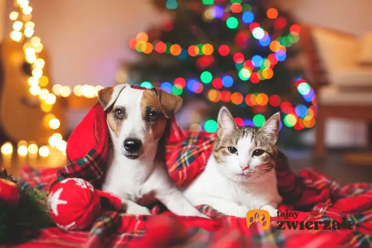 Kot i pies pod kocem na tle choinki, zwirzęta domowe i świąteczna aranżacja domu, szklane bombki a bezpieczeństwo psów i kotów