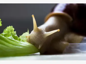 Ilustracja artykułu co jedzą ślimaki? przedstawiamy menu ślimaków wodnych i lądowych