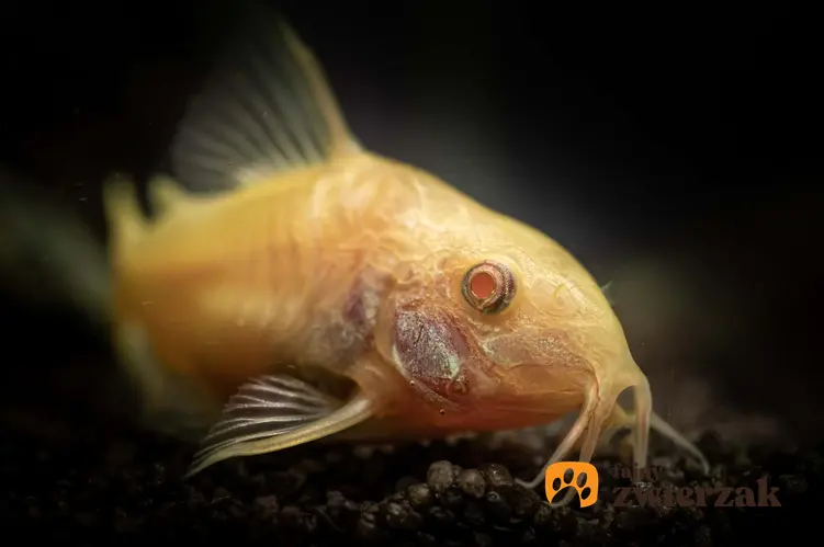 Ryba akwariowa kirysek albinos, jakie są gatunki ryb z rodziny babek