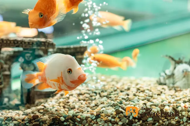 Małe rybki w akwarium, jakie akwarium jest najlepsze w dommowej hodowli rybek, jak wytwarza się się szkło Optiwhite