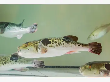 Ilustracja artykułu ryba rozdymka - występowanie, opis, zdjęcia, wykorzystanie, ciekawostki