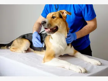 Ilustracja artykułu co oznacza burczenie w brzuchu psa? wyjaśniamy