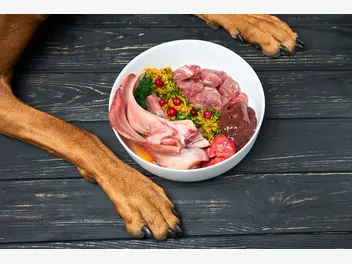 Ilustracja artykułu jak wybrać mięso dla psa? żywienie dietą domową i barf
