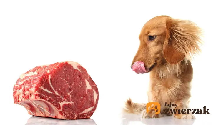 Pies oblizuje się na widok surowego kawałka mięsa, jakie rodzaje mięsa można przygotować psu, jak powinna wyglądać dieta psa, czy w diecie powinno być mięso
