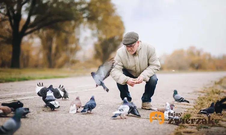 Starszy mężczyzna kucający przed gołębiami na drodze, negatywne skutki dokarmiania ptaków chlebem