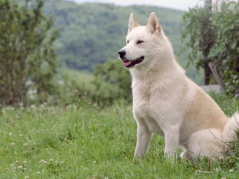 Łajka wschodniosyberyjska - cechy i porady