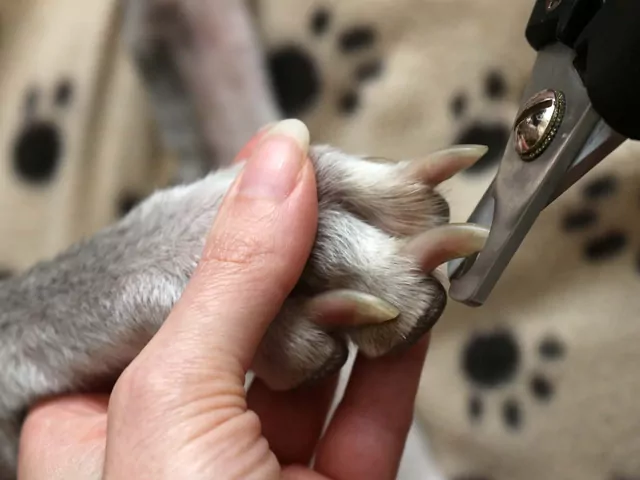 Jak obciąć psu pazury: 2 sposoby