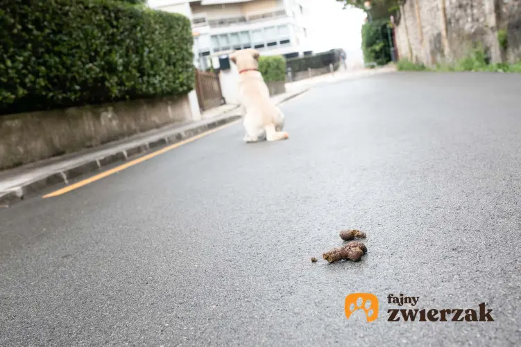 Odchody leżące na ulicy i pies w oddali siedzący tyłem, jak postępować z psem, który zjada odchody, dlaczego pies zjada kupy kota z kuwety